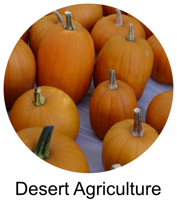 Picture of pumpkins for Desert Agriculture page.