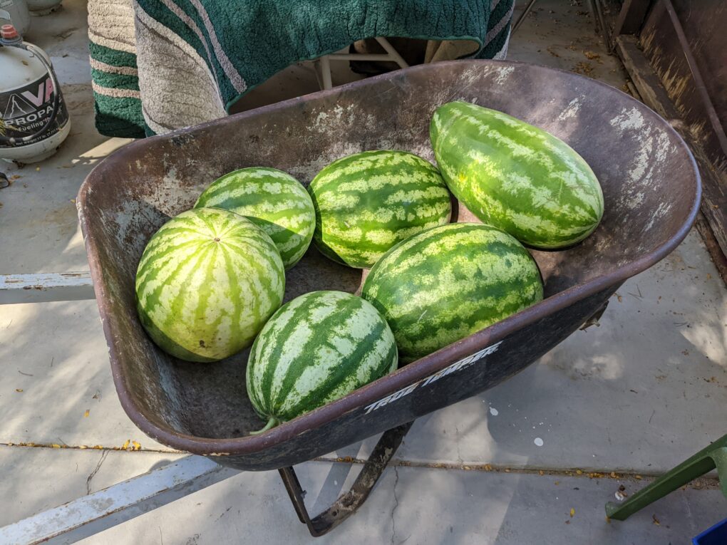 Watermelons in wheelbarrow